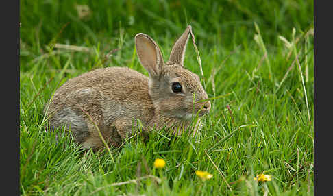 Wildkaninchen (Oryctolagus cuniculus)