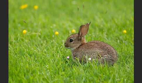 Wildkaninchen (Oryctolagus cuniculus)