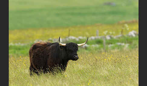 Schottische Hochlandrind (Bos primigenius f. taurus)