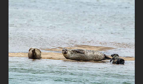 Seehund (Phoca vitulina)