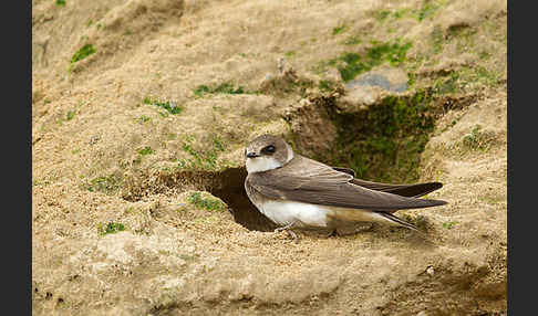 Uferschwalbe (Riparia riparia)