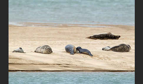 Seehund (Phoca vitulina)