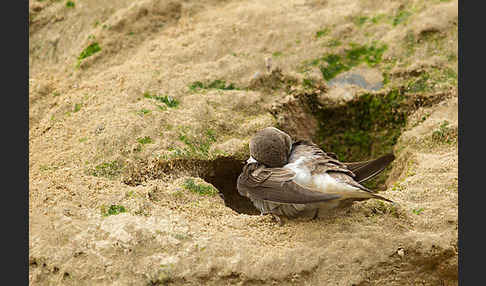 Uferschwalbe (Riparia riparia)