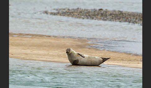 Seehund (Phoca vitulina)