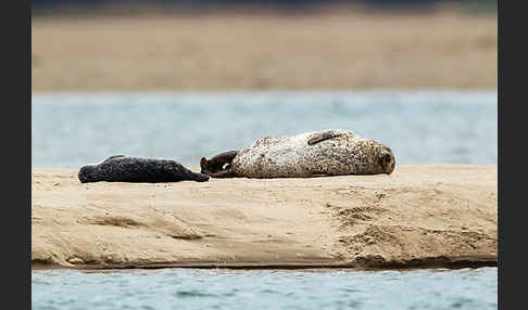 Seehund (Phoca vitulina)