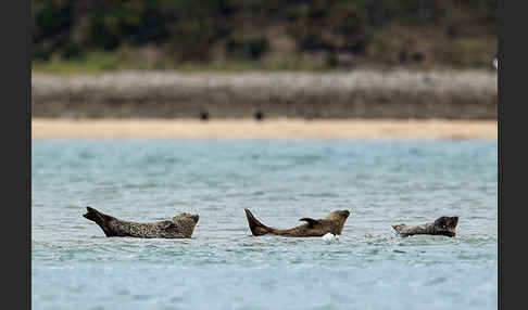 Seehund (Phoca vitulina)