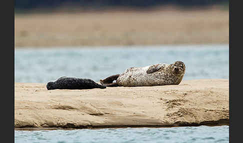 Seehund (Phoca vitulina)