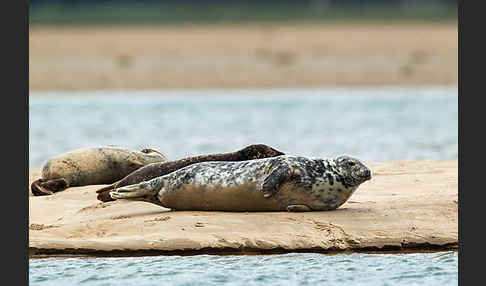 Kegelrobbe (Halichoerus grypus)