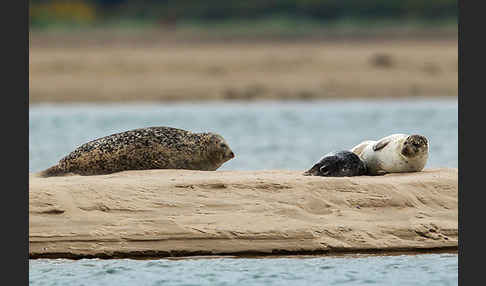 Seehund (Phoca vitulina)