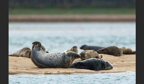 Kegelrobbe (Halichoerus grypus)