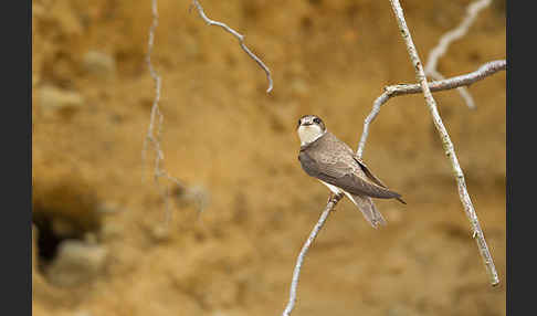 Uferschwalbe (Riparia riparia)