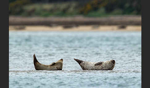 Seehund (Phoca vitulina)