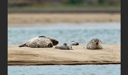 Seehund (Phoca vitulina)