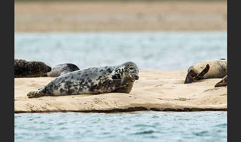 Kegelrobbe (Halichoerus grypus)