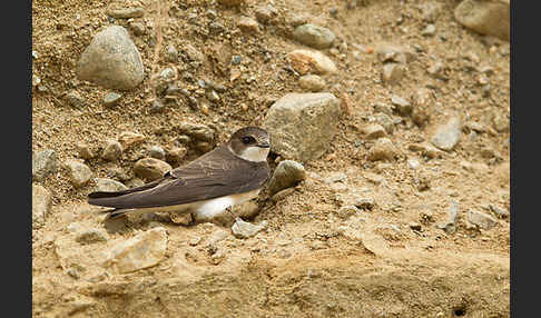 Uferschwalbe (Riparia riparia)