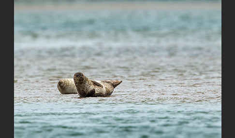 Seehund (Phoca vitulina)