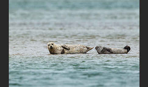 Seehund (Phoca vitulina)