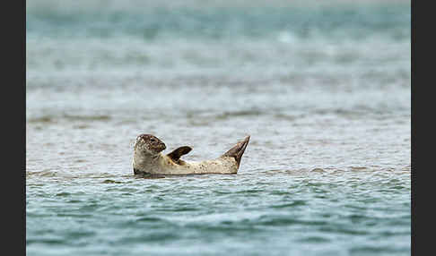 Seehund (Phoca vitulina)