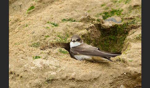 Uferschwalbe (Riparia riparia)