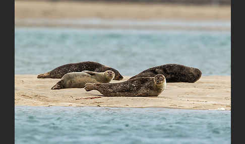 Seehund (Phoca vitulina)