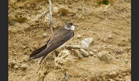 Uferschwalbe (Riparia riparia)