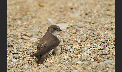 Uferschwalbe (Riparia riparia)