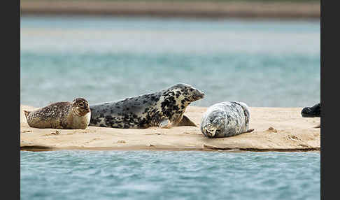 Kegelrobbe (Halichoerus grypus)