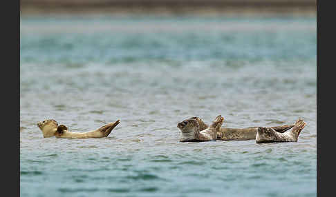 Seehund (Phoca vitulina)