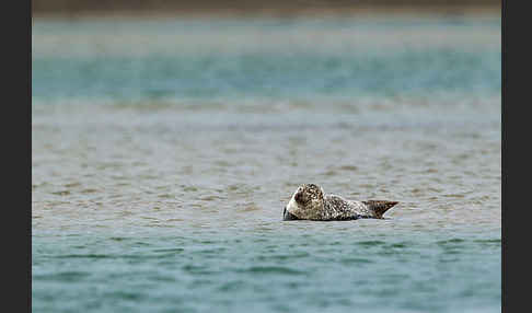 Seehund (Phoca vitulina)