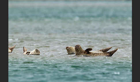 Seehund (Phoca vitulina)