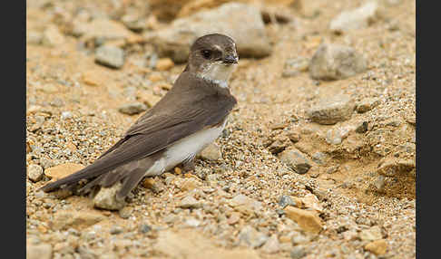 Uferschwalbe (Riparia riparia)