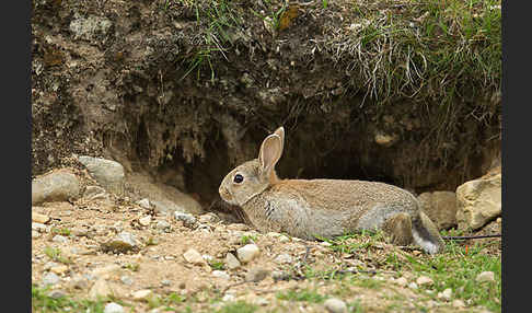 Wildkaninchen (Oryctolagus cuniculus)