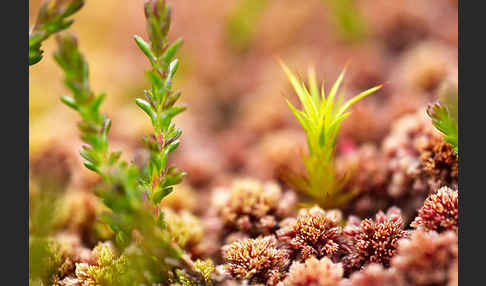 Torfmoos (Sphagnum)