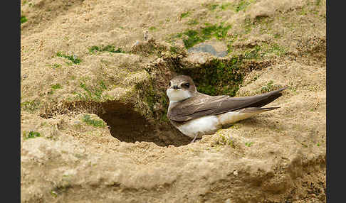 Uferschwalbe (Riparia riparia)