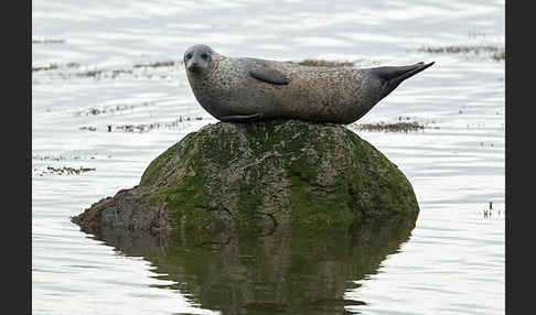 Seehund (Phoca vitulina)