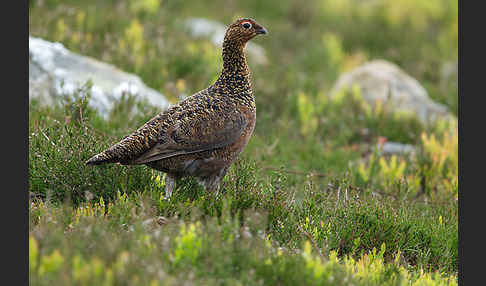 Moorschneehuhn (Lagopus lagopus)