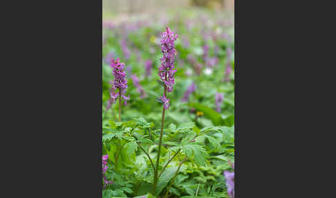 Hohler Lerchensporn (Corydalis cava)