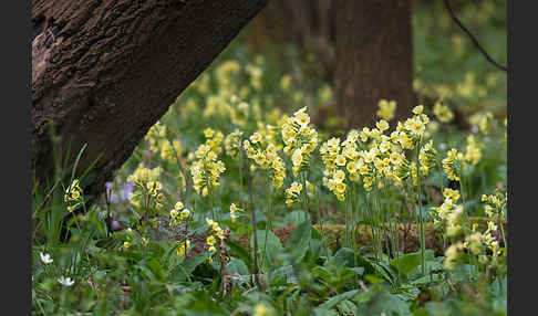 Hohe Schlüsselblume (Primula elatior)