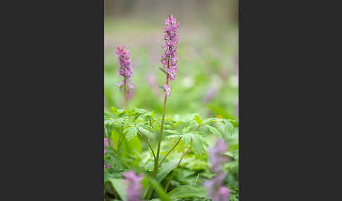 Hohler Lerchensporn (Corydalis cava)