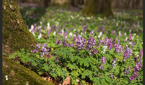 Bär-Lauch (Allium ursinum)