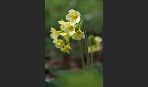 Hohe Schlüsselblume (Primula elatior)