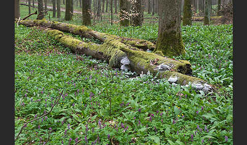 Bär-Lauch (Allium ursinum)