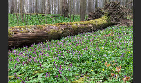 Bär-Lauch (Allium ursinum)