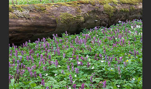 Bär-Lauch (Allium ursinum)