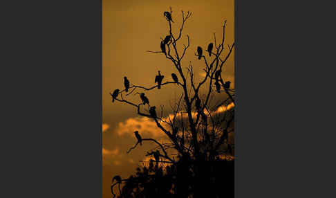 Kormoran (Phalacrocorax carbo)