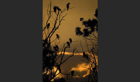 Kormoran (Phalacrocorax carbo)