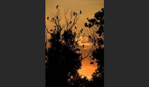 Kormoran (Phalacrocorax carbo)