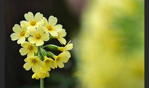 Hohe Schlüsselblume (Primula elatior)