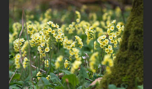 Hohe Schlüsselblume (Primula elatior)