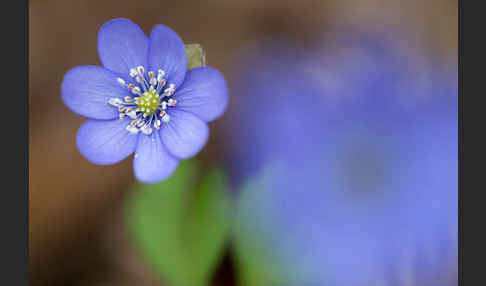 Leberblümchen (Hepatica nobilis)